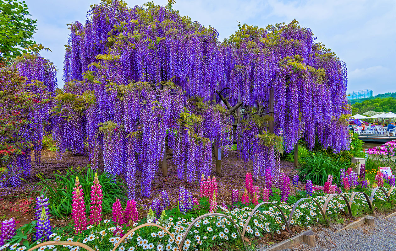 Set van 3 Wisteria Glycine blauwe regenplanten (30 - 38 cm)