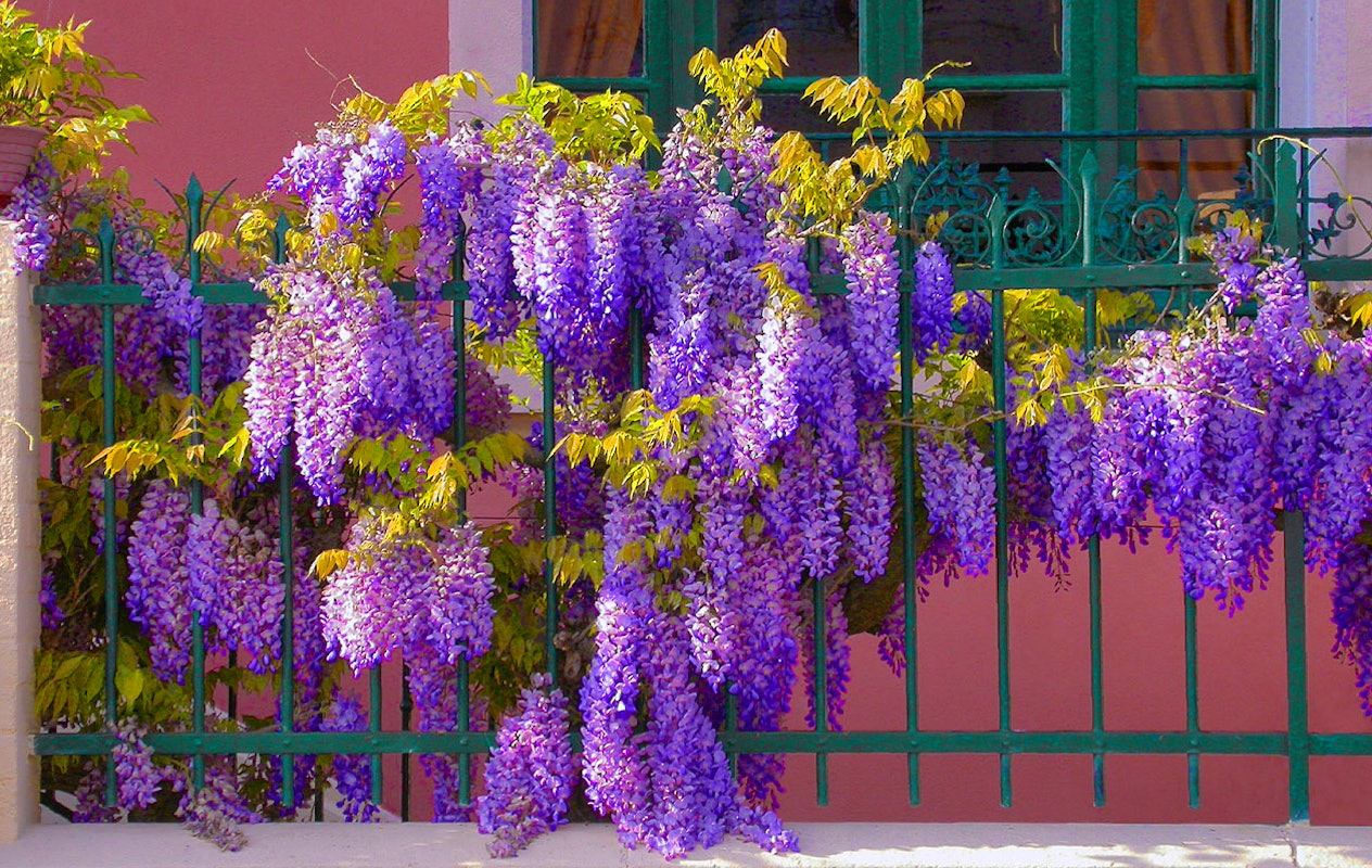 Set van 3 Wisteria Glycine blauwe regenplanten (30 - 38 cm)