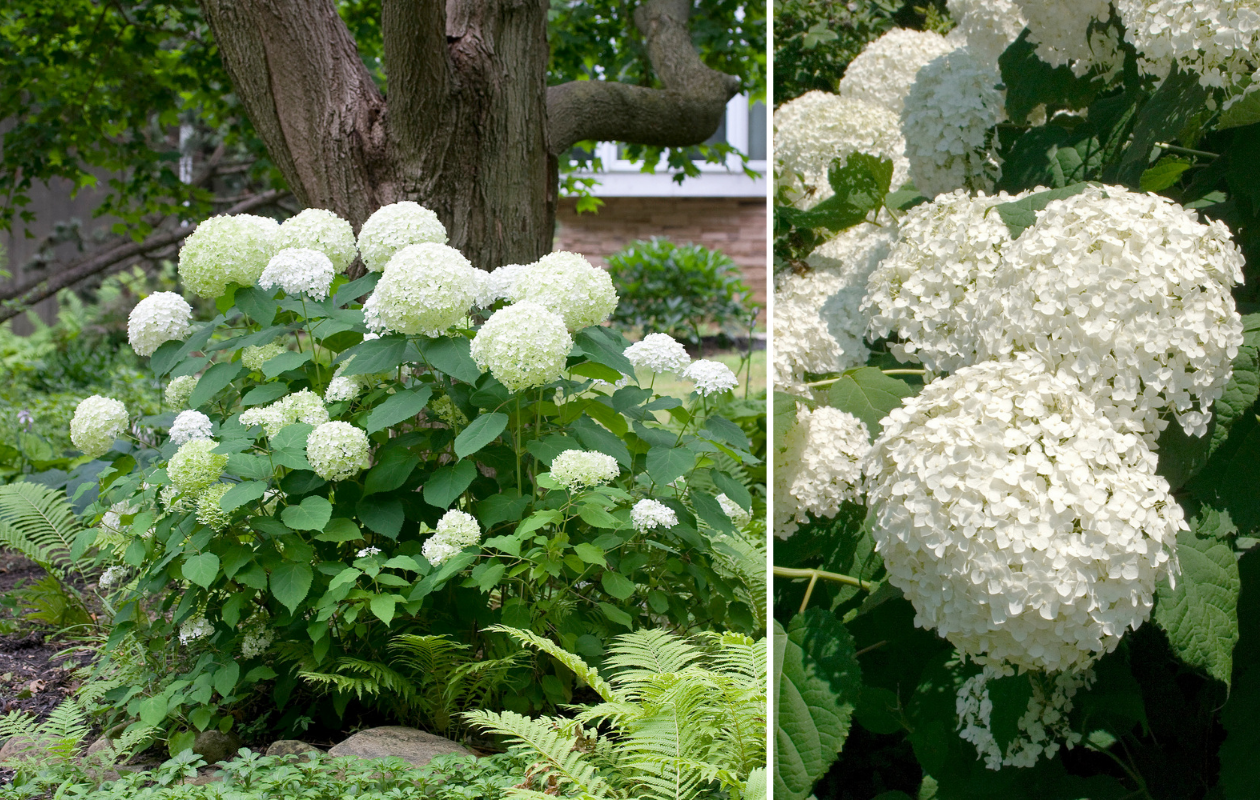 Prachtige Witte Hortensia ‘Strong Annabelle’