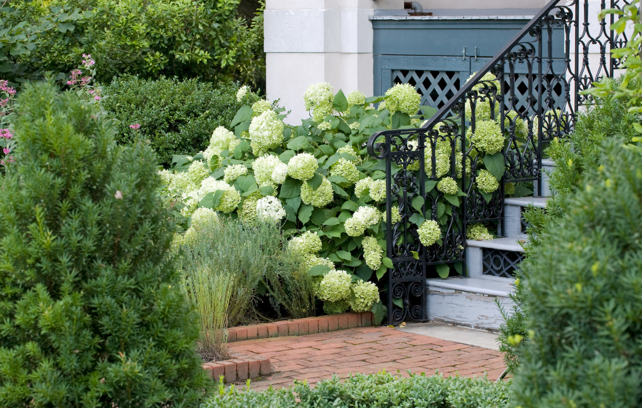 Prachtige Witte Hortensia ‘Strong Annabelle’