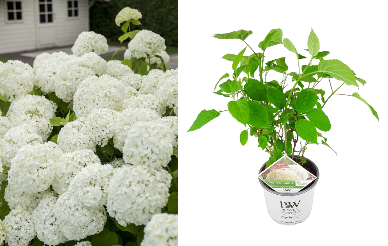 Prachtige Witte Hortensia ‘Strong Annabelle’