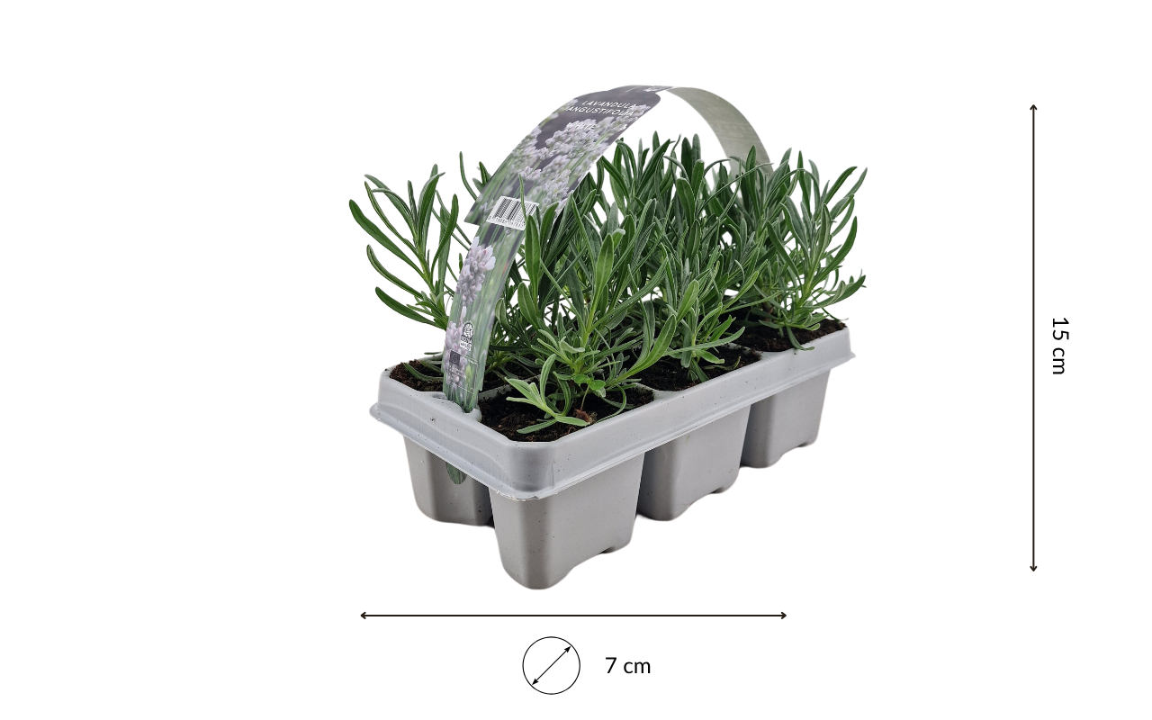 Plants de lavande blanche - 6 pièces (NatureNest)