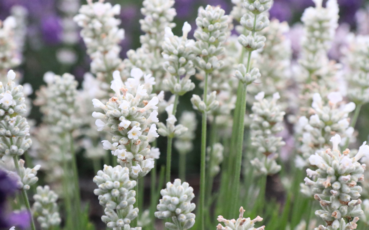 Plants de lavande blanche - 6 pièces (NatureNest)