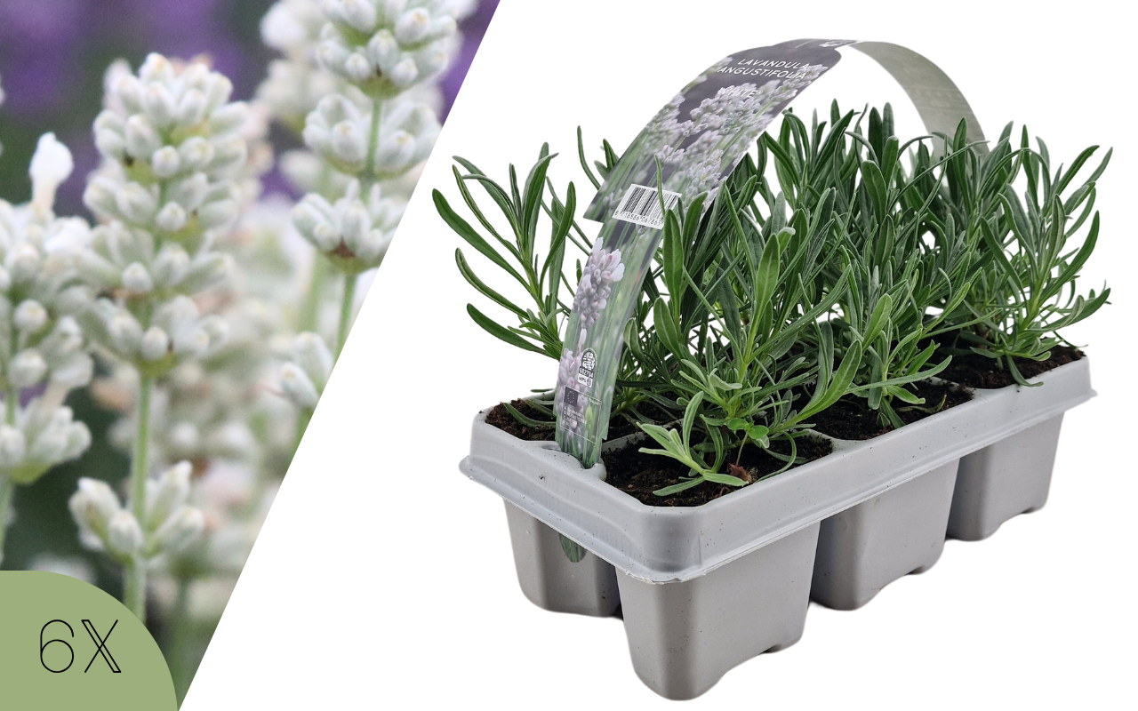 Plants de lavande blanche - 6 pièces (NatureNest)