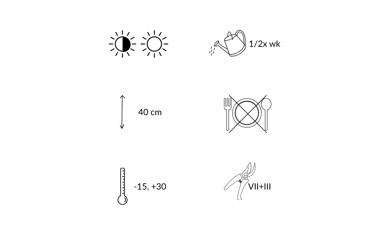 Plants de lavande blanche - 6 pièces (NatureNest)