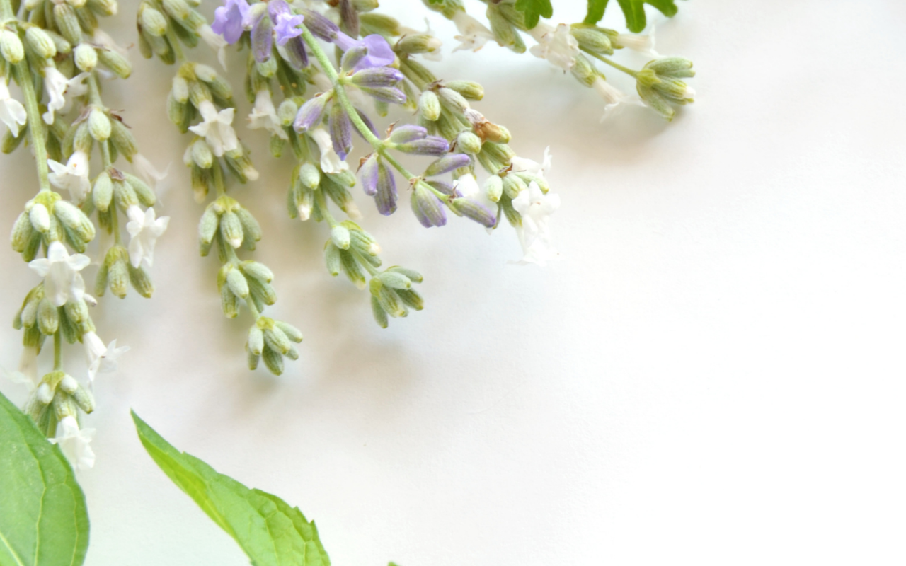 Plants de lavande blanche - 6 pièces (NatureNest)