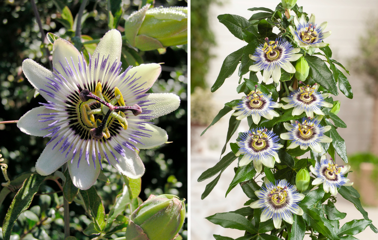 Passiflore bleue XXL - plante grimpante