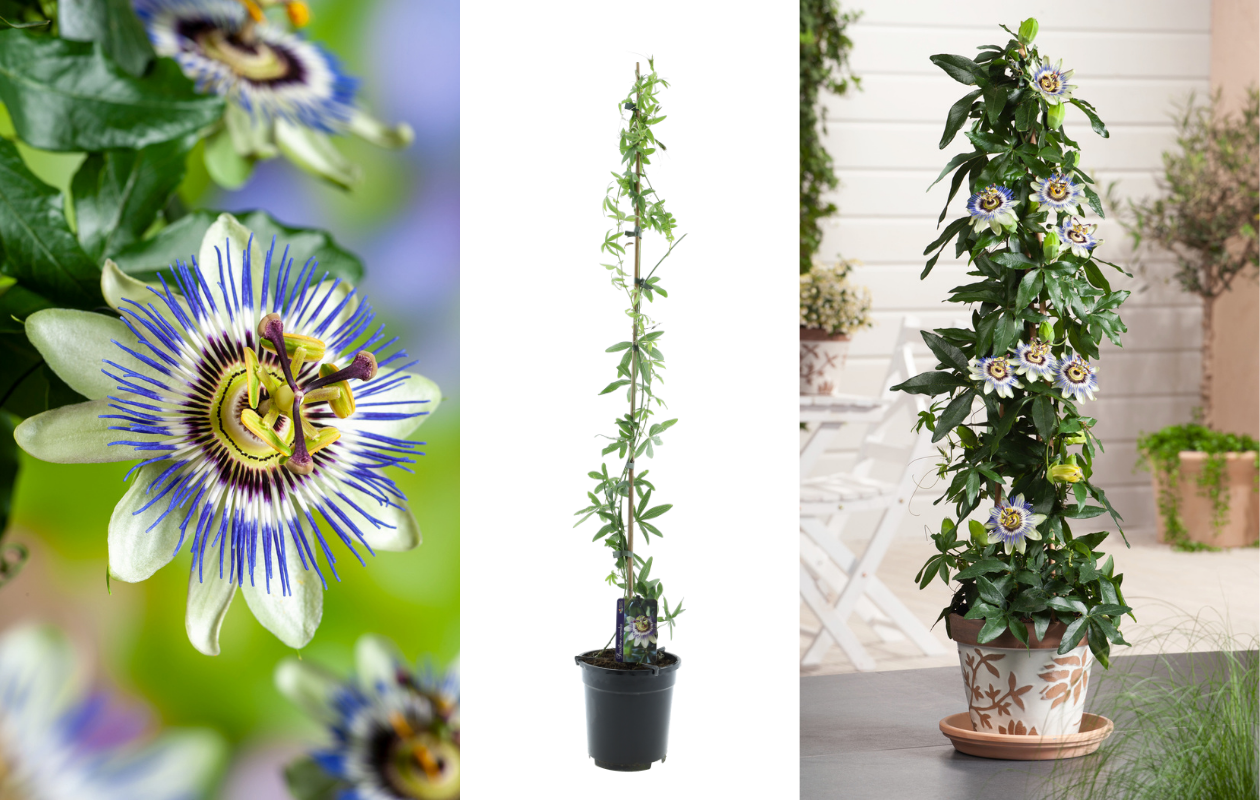 Passiflore bleue XXL - plante grimpante