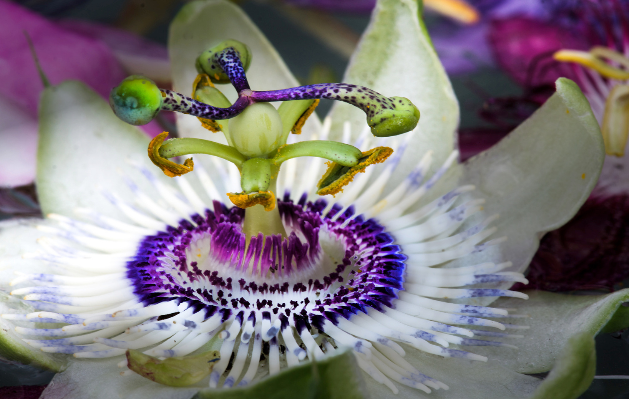Passiflore bleue XXL - plante grimpante