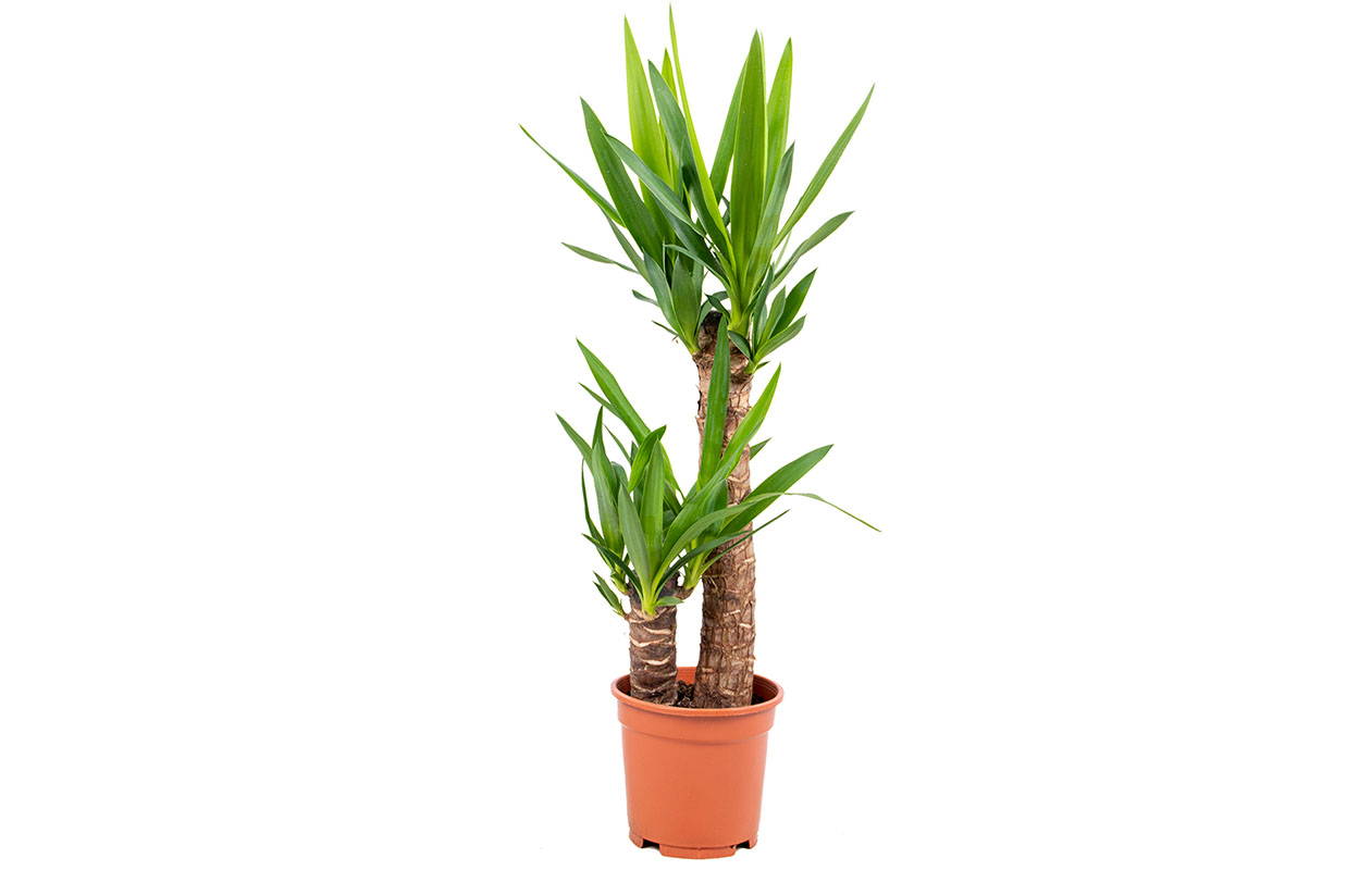 Yucca Elephantipes kamerplant (65 - 75 cm)  