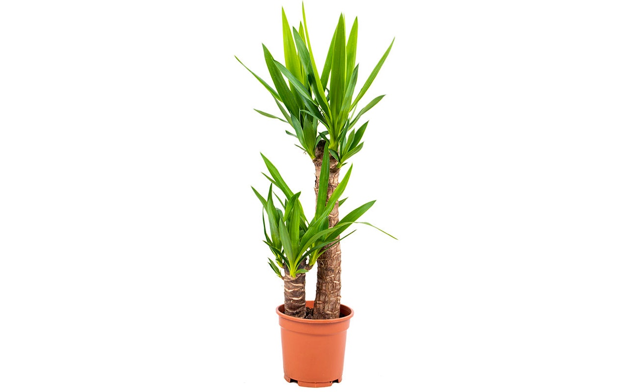 Yucca Elephantipes plante d'intérieur (65 - 75 cm)