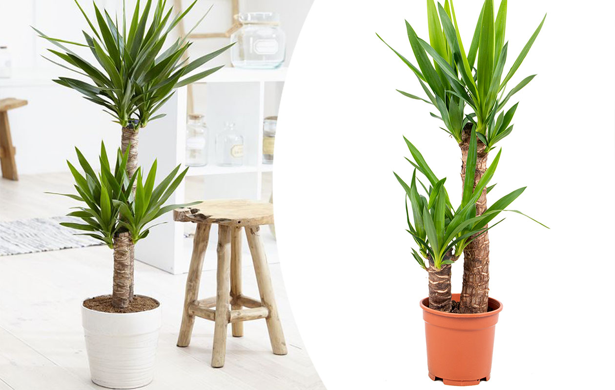 Yucca Elephantipes kamerplant (65 - 75 cm)  