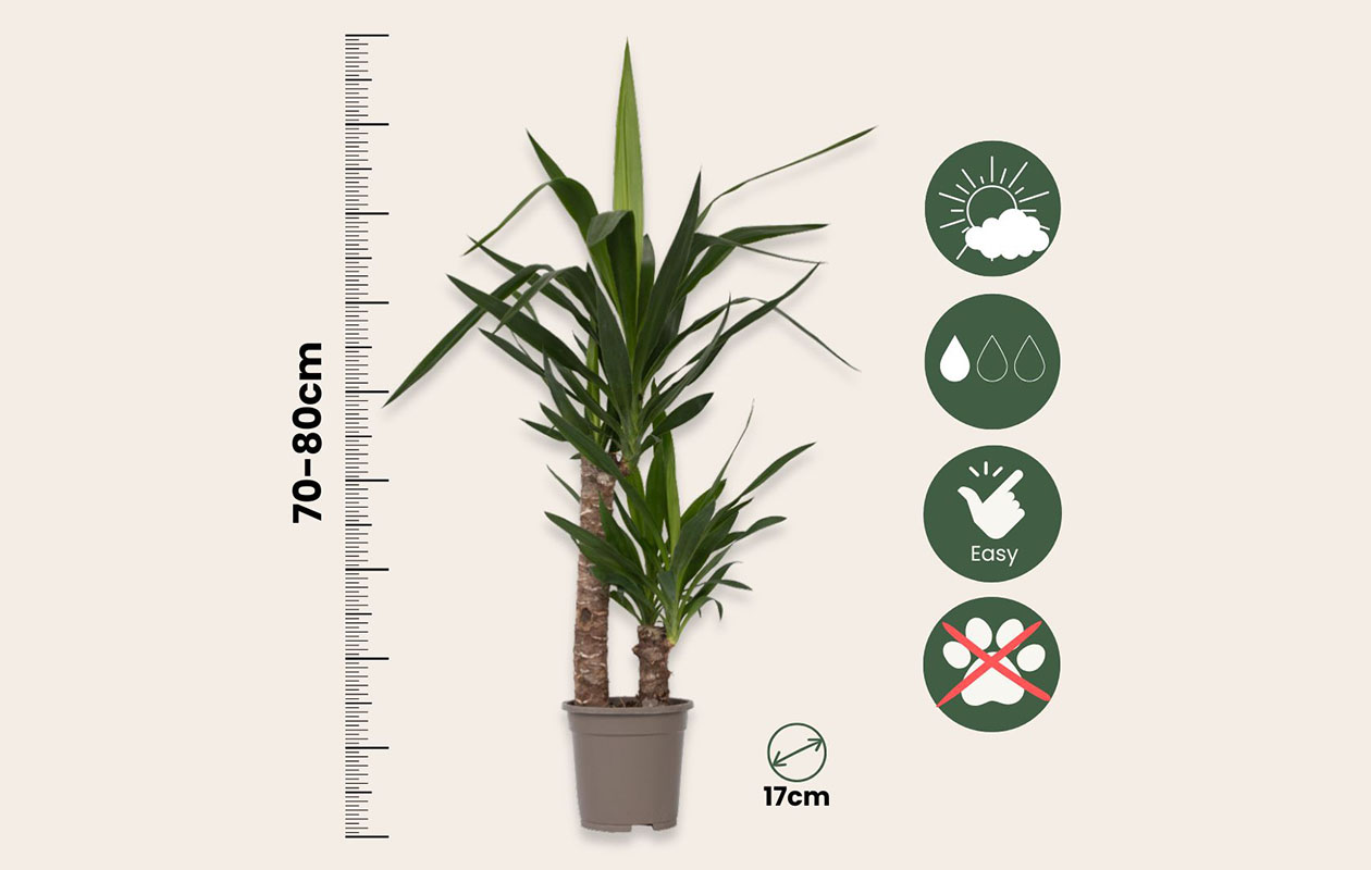 Yucca Elephantipes (70 - 80 cm)