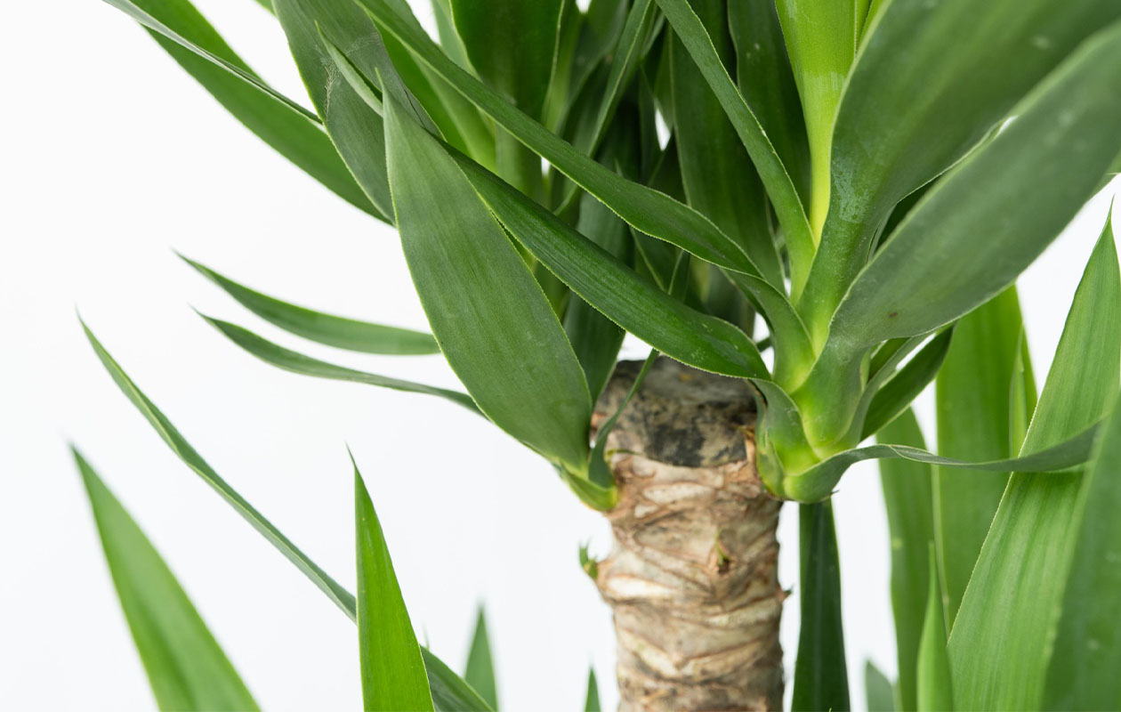 Yucca Elephantipes (70 - 80 cm)