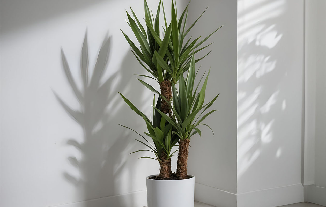 Yucca Elephantipes (70 - 80 cm)