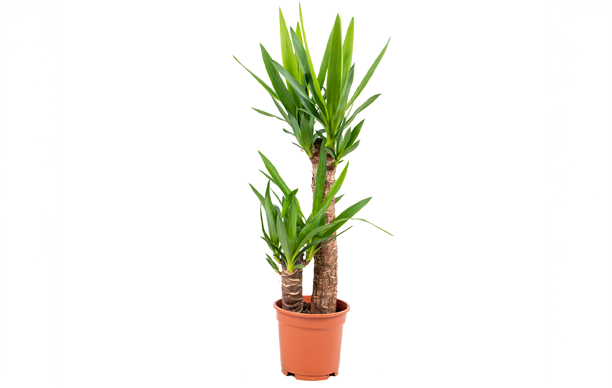 YuccaElephantipes 'Pied d’éléphant' (70 - 80 cm)