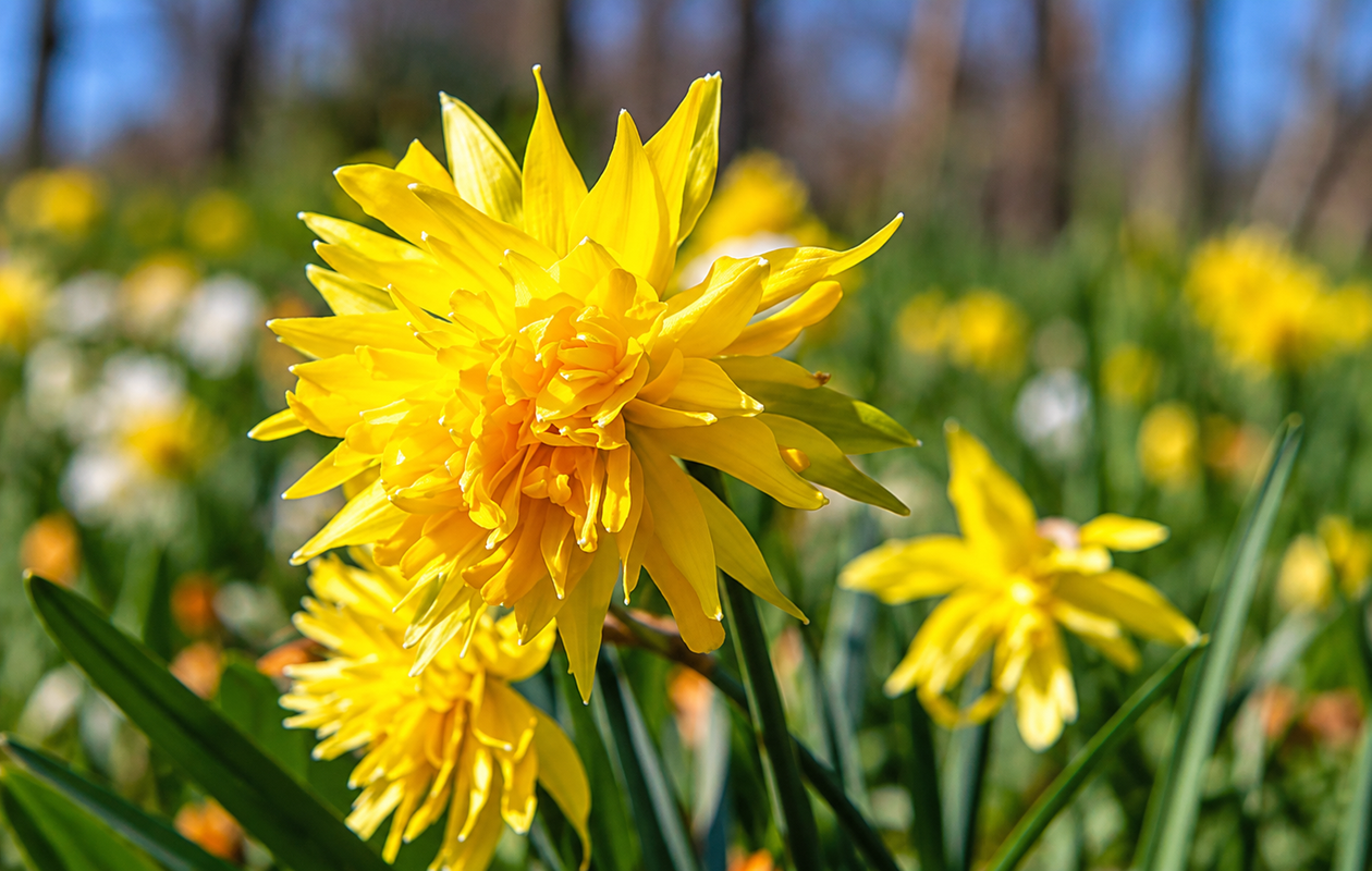 20x Premium narcissenbollen ‘Rip van Winkle’ – Rechtstreeks van de kweker!