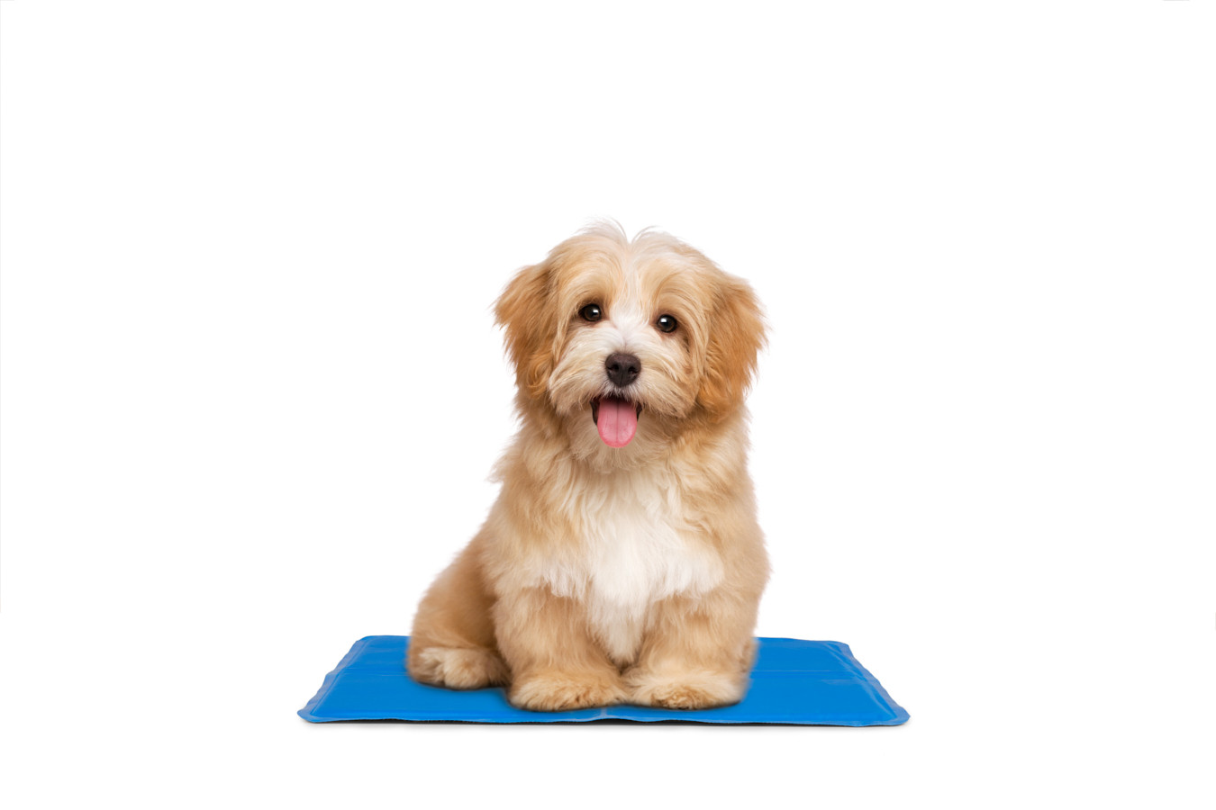 Mascot Online Pet Cooling Mat - 40 x 50 cm