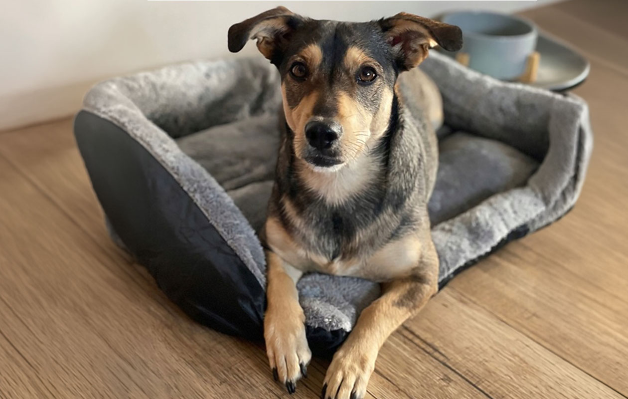 Purlov Honden- of kattenmand 60x45 cm