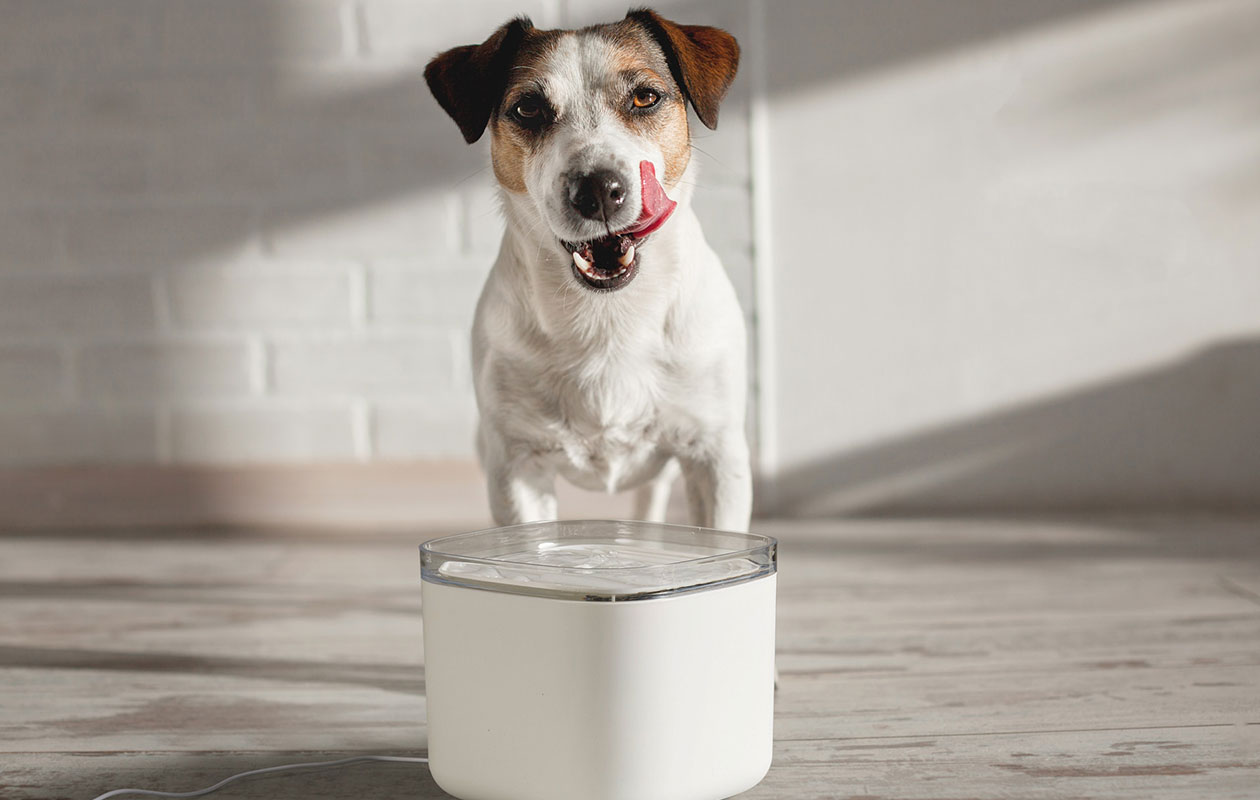 Fontaine à eau Venecon Goods pour chat et chien