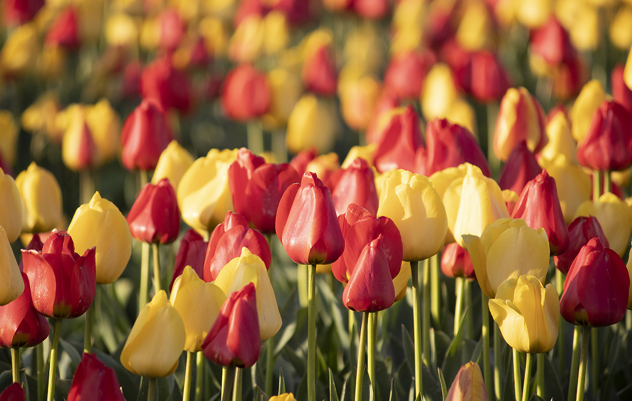 20x Bulbes de tulipes mélangées – Fraîchement arrivés du producteur ! 