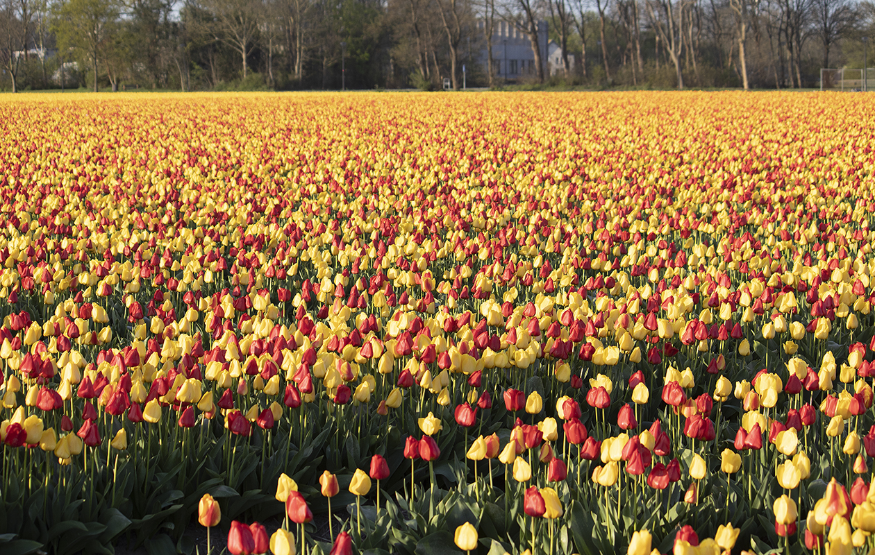 20x Bulbes de tulipes mélangées – Fraîchement arrivés du producteur ! 