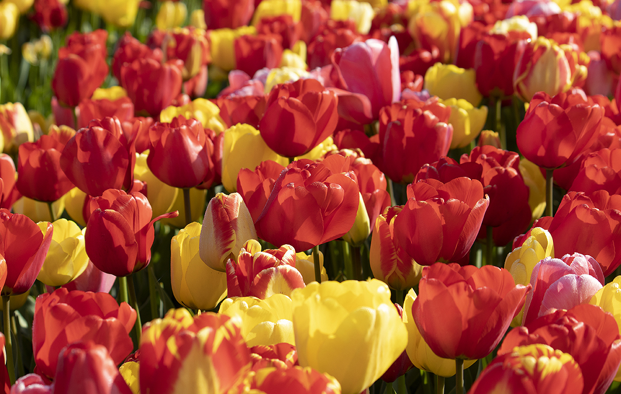 20x Bulbes de tulipes mélangées – Fraîchement arrivés du producteur ! 