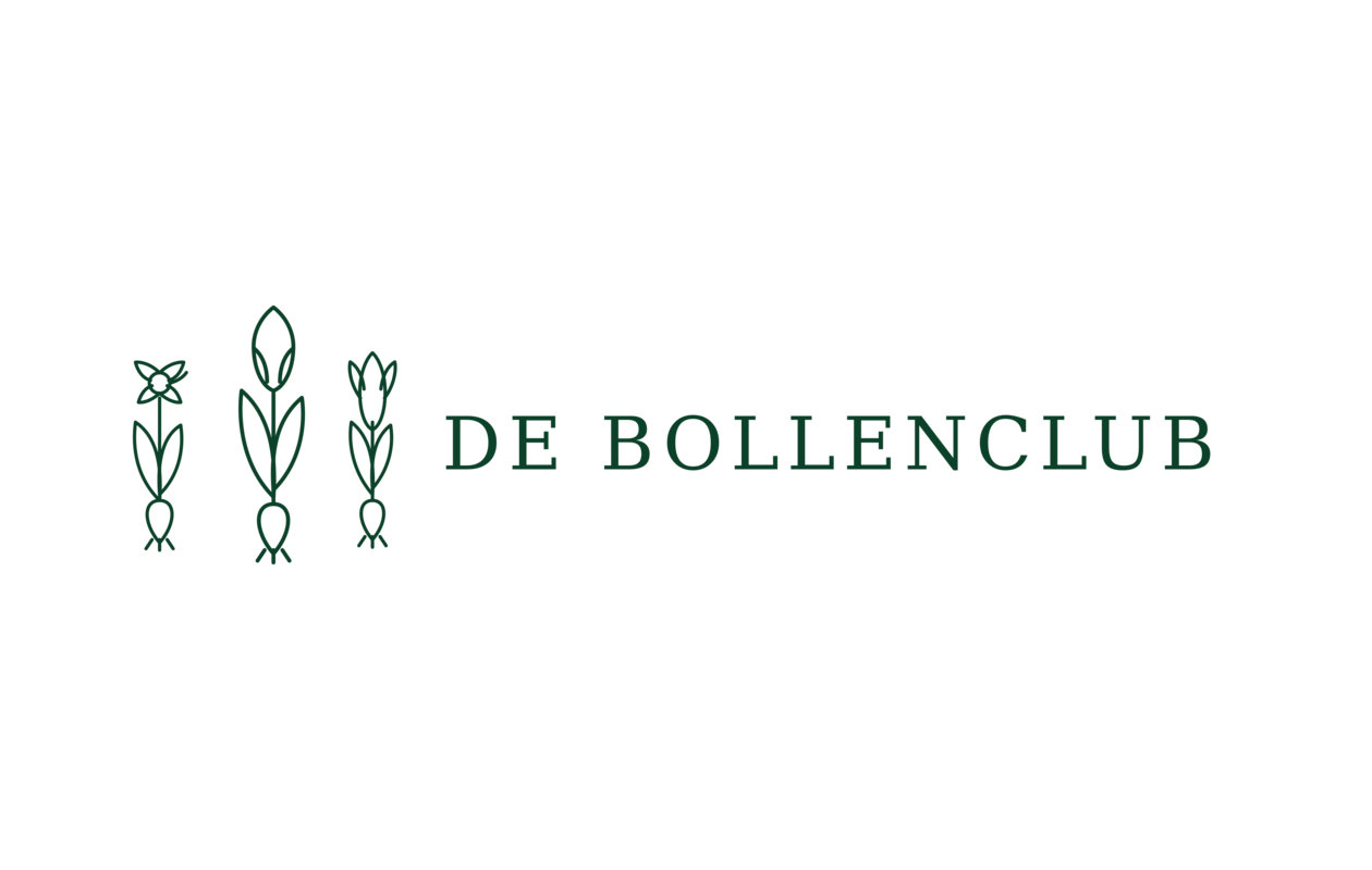 20x Bulbes de tulipes mélangées – Fraîchement arrivés du producteur ! 