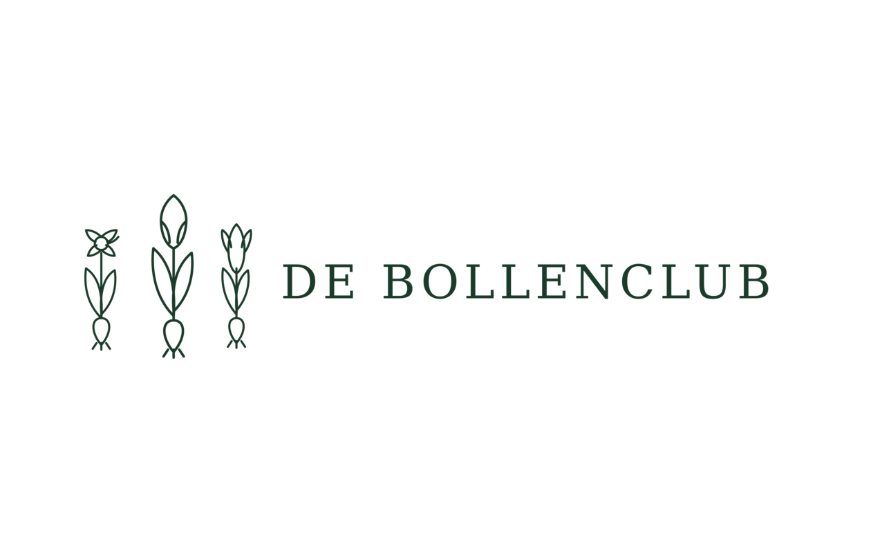 20x Bulbes de tulipes mélangées – Fraîchement arrivés du producteur ! 