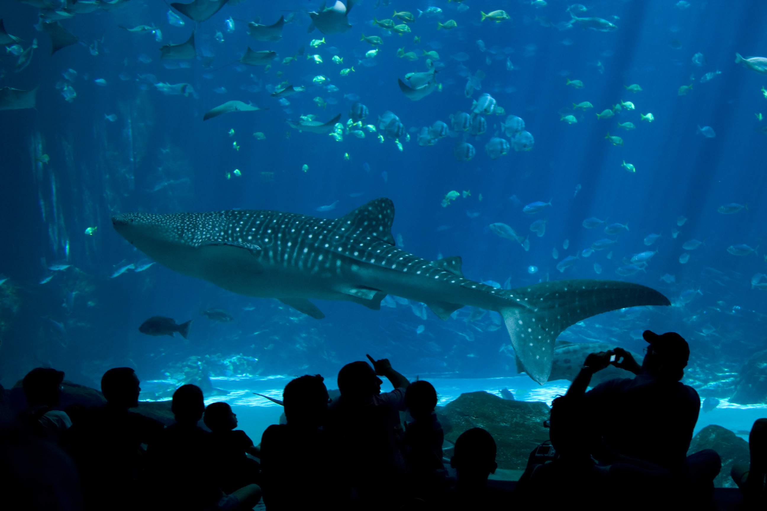 SEA LIFE Scheveningen: Avontuur onder het Wateroppervlak