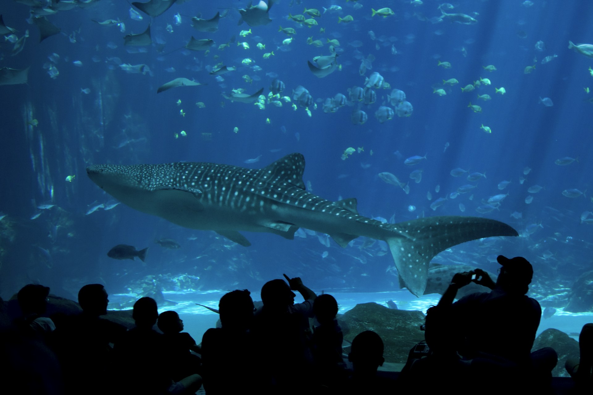 SEA LIFE Scheveningen: Avontuur onder het Wateroppervlak