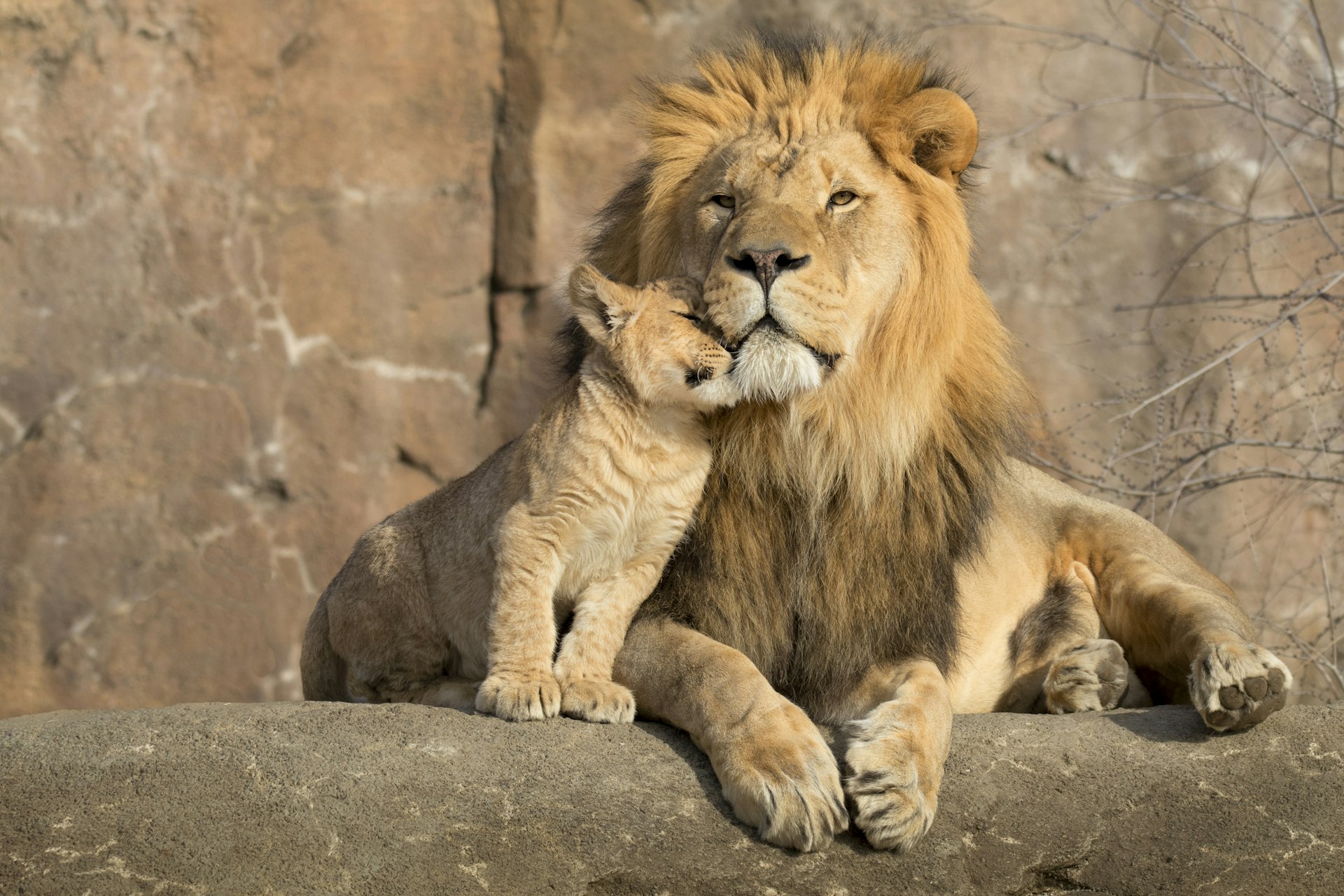 Top 10 des plus beaux zoos à visiter en Belgique