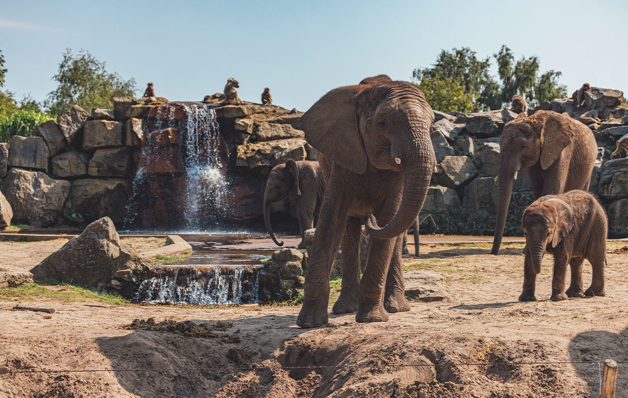 Weekend in een Jungalow Plus (6p.)