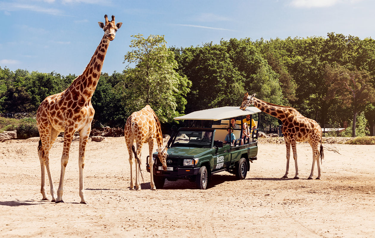 Weekend in een Jungalow Plus (6p.)