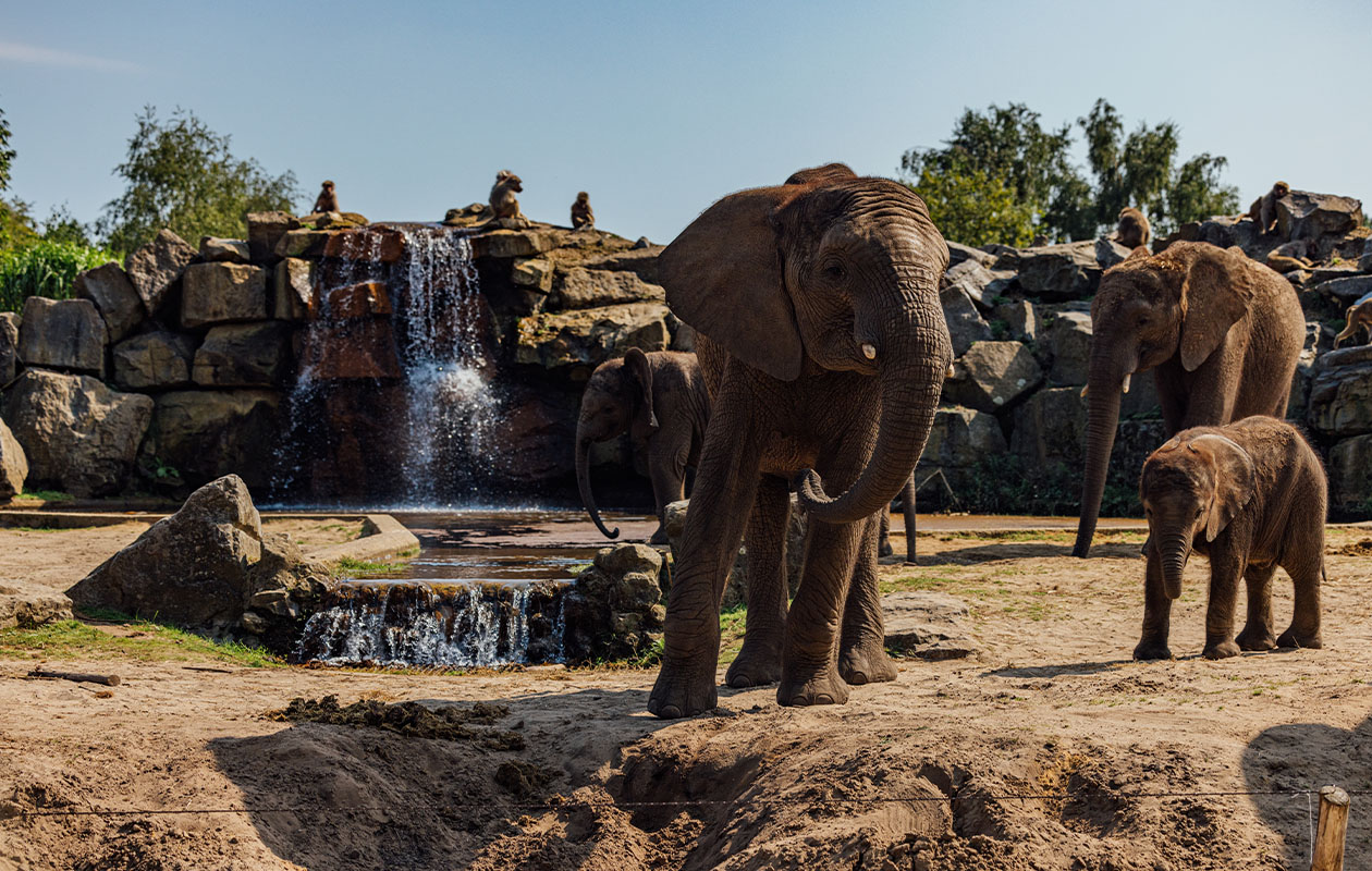 (Korte) midweek in een Forest Jungalow Comfort bij Lake Resort Beekse Bergen (2p.)