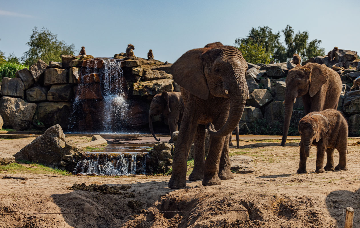 (Korte) midweek in een Forest Jungalow Plus bij Lake Resort Beekse Bergen (2p.)