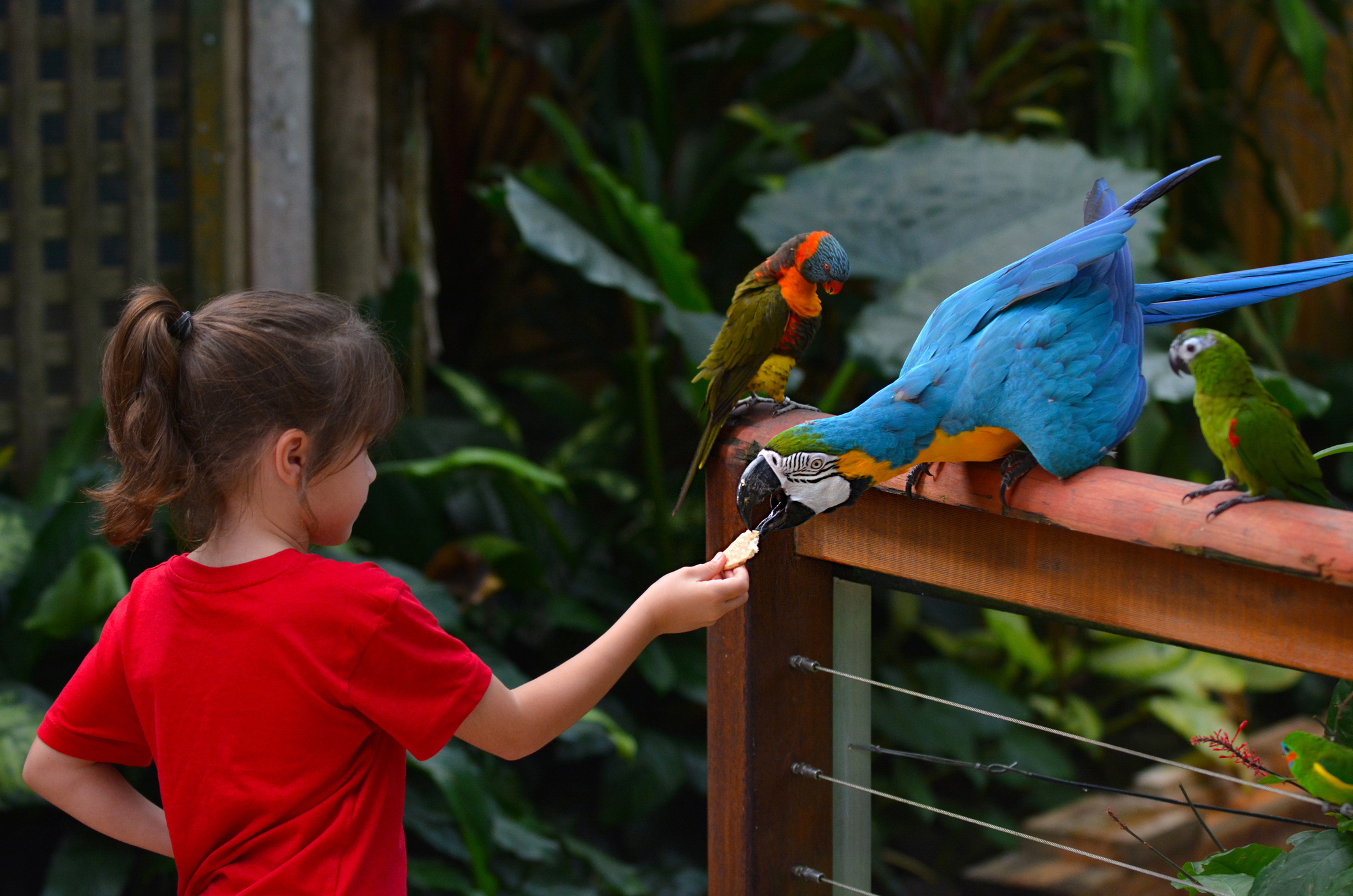 Waarom een bezoek aan Vogelpark Avifauna zo leuk is