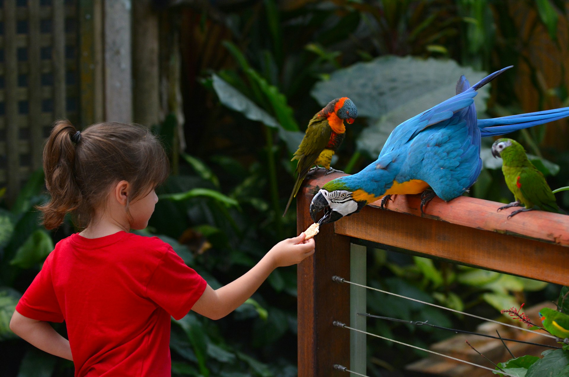 Vogelpret voor het hele gezin: Ontdek Avifauna