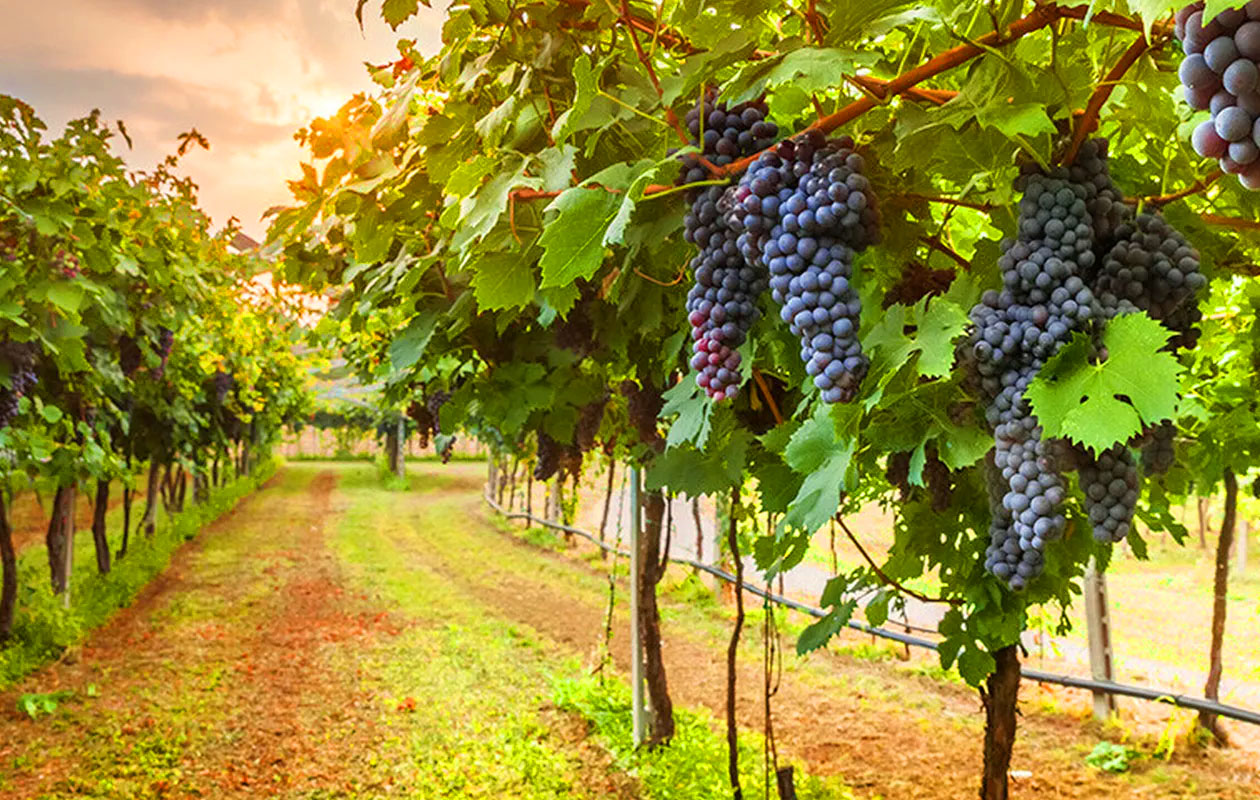 6 flessen Cabernet Franc Rosé (750 ml)