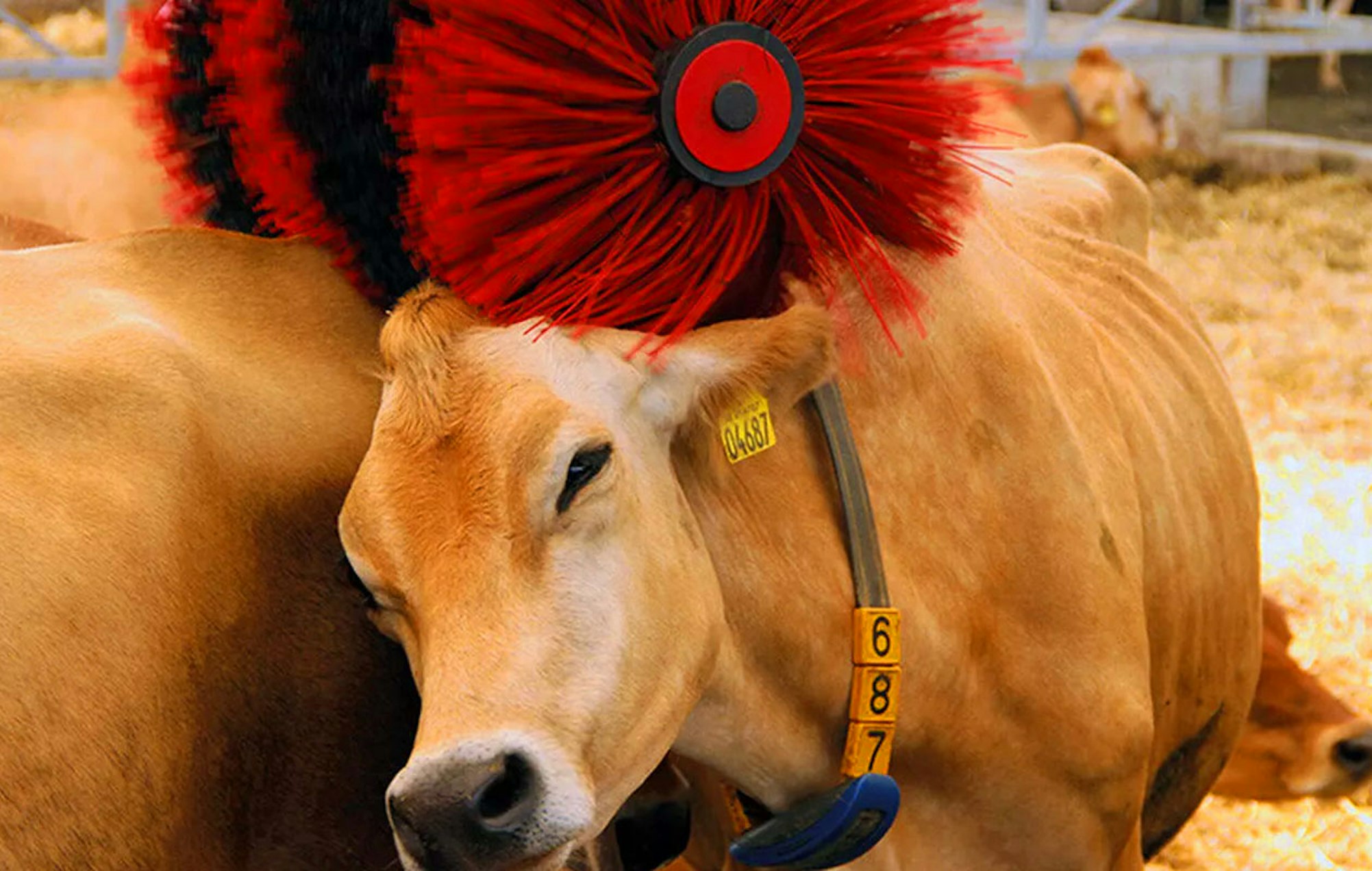 Gouda jong kaaswiel van Henri Willig 3,6 kg (48+)