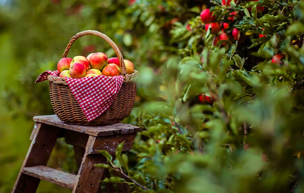 Oma's brievenbus taart of cake