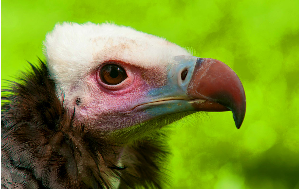 Ticket De Oliemeulen (2p.)