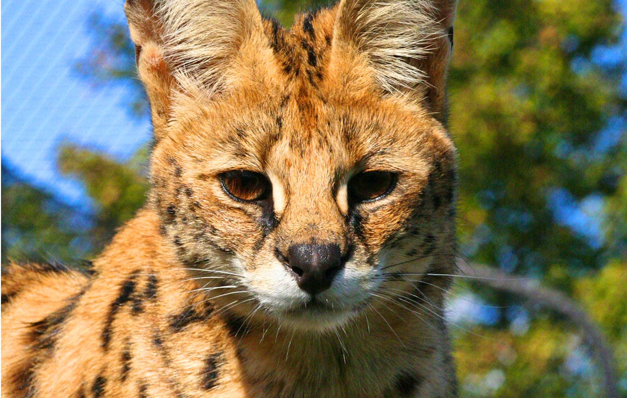 Ticket De Oliemeulen (2p.)