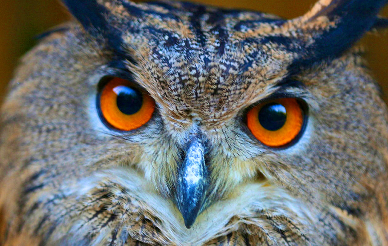 Ticket De Oliemeulen (2p.)