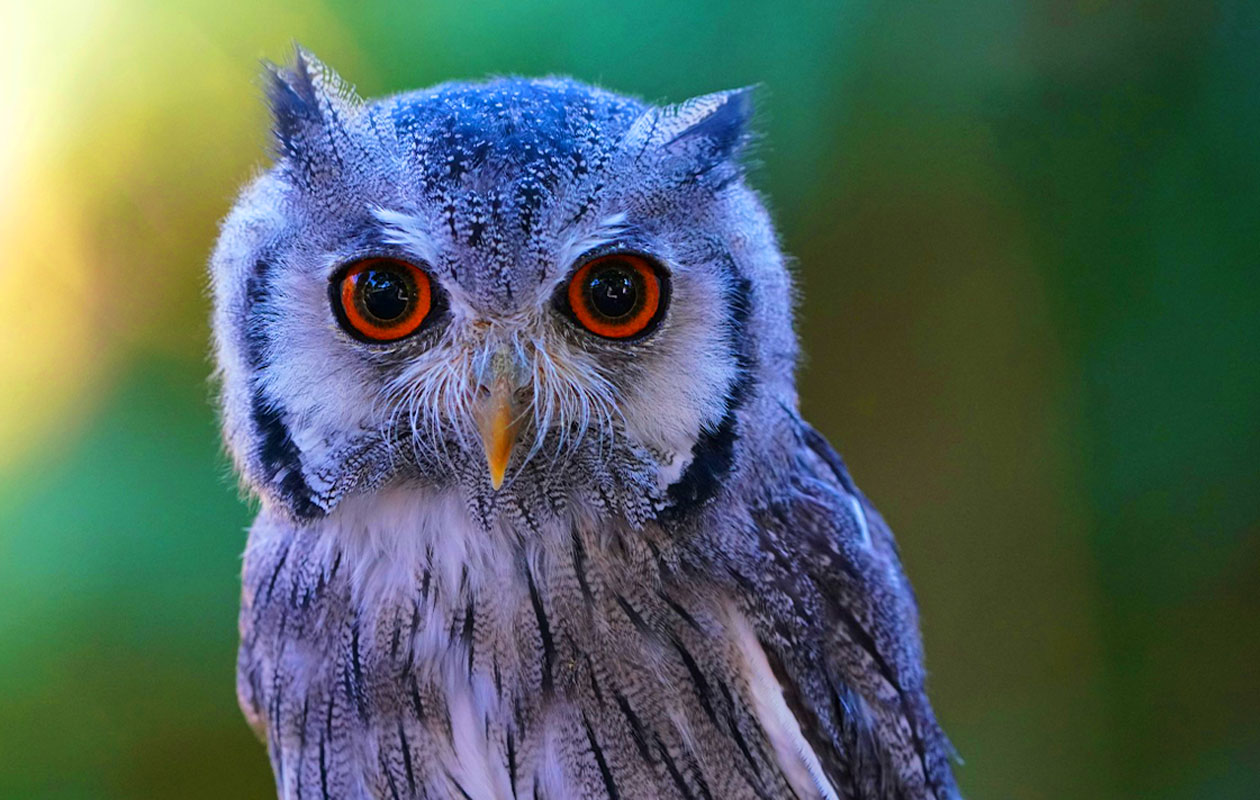 Ticket De Oliemeulen (2p.)