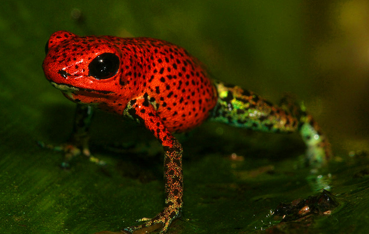 Ticket De Oliemeulen (2p.)