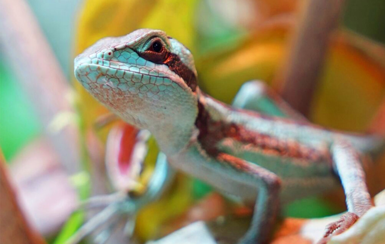 Ticket De Oliemeulen (2p.)