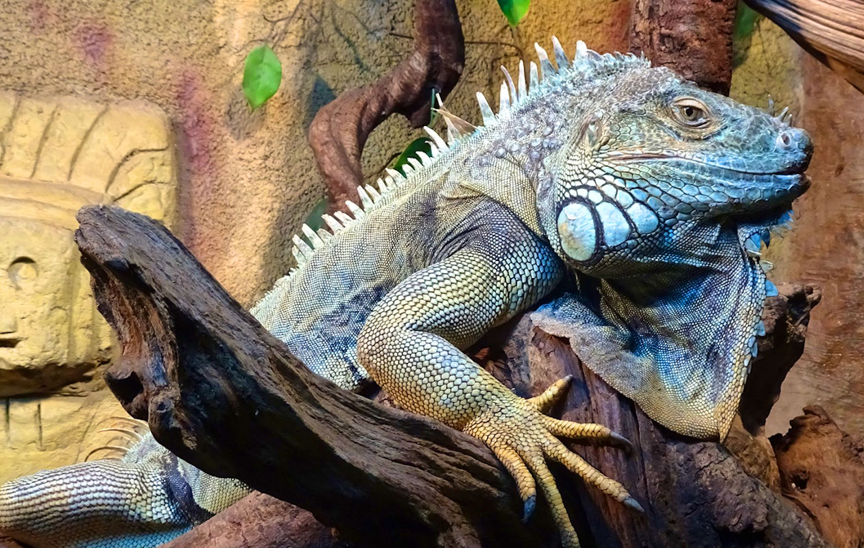 Ticket De Oliemeulen (2p.)