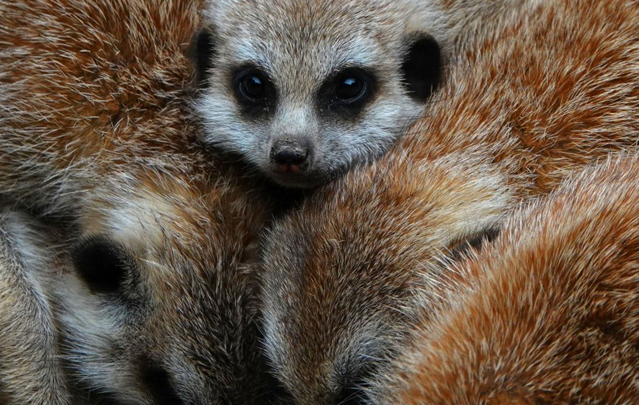 Ticket De Oliemeulen (2p.)