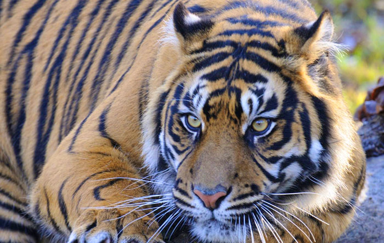 Ticket pour le Zoo Royal de Burgers (2p.)